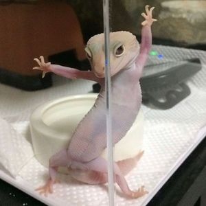 Meet your Posher, Claudia